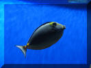 IMG_6399.jpg (130302 bytes)