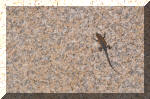 03_2010_Spring_Tr_253.jpg (371761 bytes)