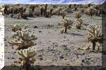 03_2010_Spring_Tr_290.jpg (423574 bytes)
