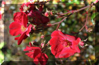 DSC_0811.jpg (231029 bytes)