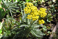 DSC_0825.jpg (348063 bytes)