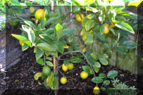 DSC_0826.jpg (360096 bytes)