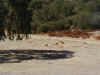 52 free roaming pigs.JPG (61218 bytes)