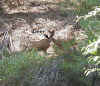 01 deer.JPG (114628 bytes)