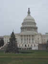 P1010026 Capital w tree better.JPG (60056 bytes)
