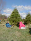 P1010026 Jake & Mall cutting tree.JPG (106846 bytes)