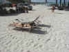 looking up the beach.JPG (76038 bytes)