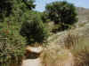 20 Oaks on Ridge trail.JPG (106624 bytes)