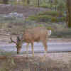 06_Deer__Bryce_Cyn_NP.jpg (24497 bytes)