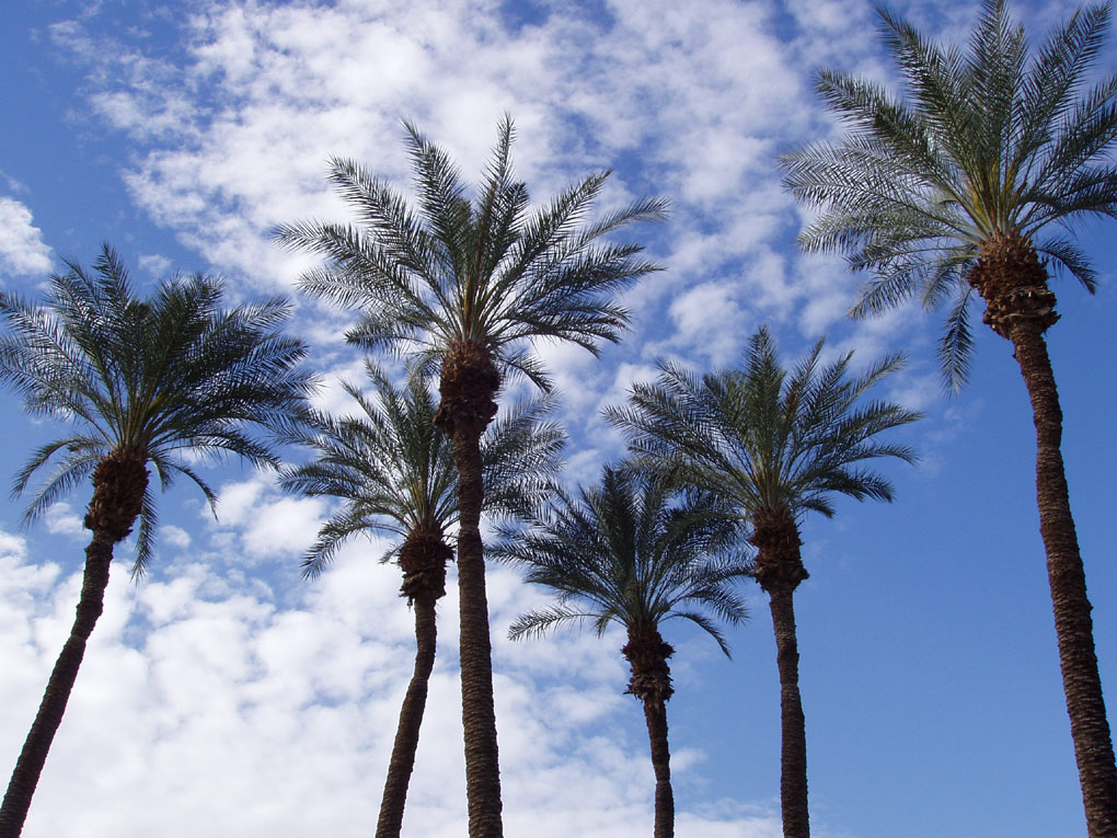 Basurto Top Terra Yellow Palms