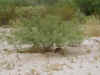 02 Scared Rabbit.JPG (89628 bytes)