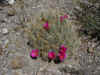 16 cholla.JPG (136049 bytes)