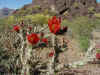 20 cholla.JPG (126235 bytes)