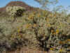 23 cholla.JPG (134427 bytes)