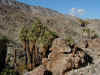 08 Oasis.jpg (106083 bytes)