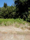 18 GC fern field near cache.JPG (116498 bytes)