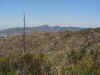 19 dead yucca & black mtn.JPG (82525 bytes)