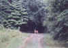 09 The Deer @ Red Hill SP.jpg (78606 bytes)